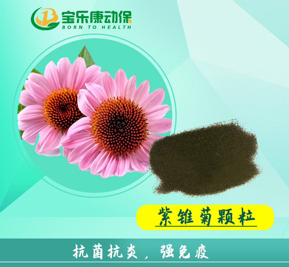 紫锥菊颗粒