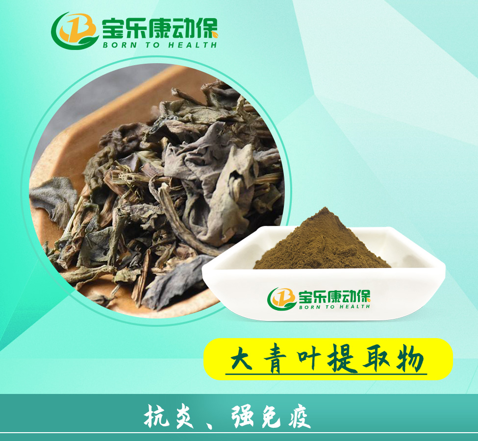 大青叶提取物