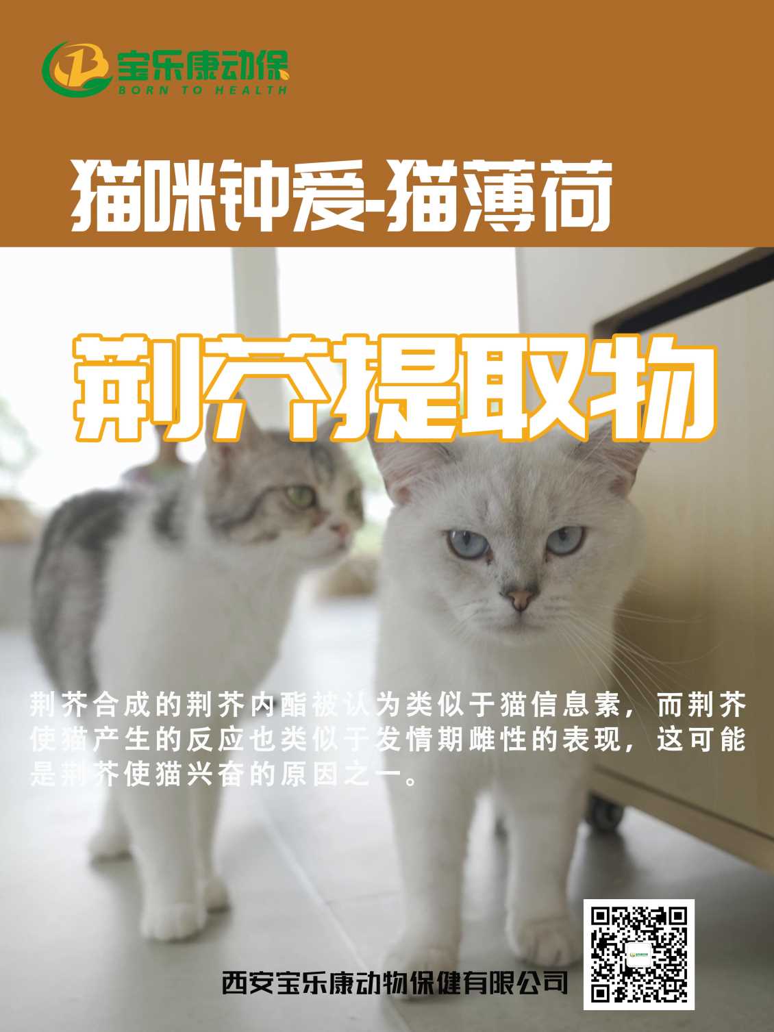荆芥提取物常被添加到饲料中，到底有什么作用？