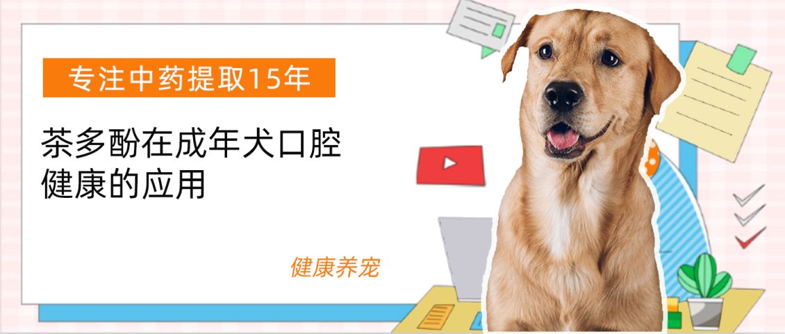 茶多酚在成年犬口腔健康的应用
