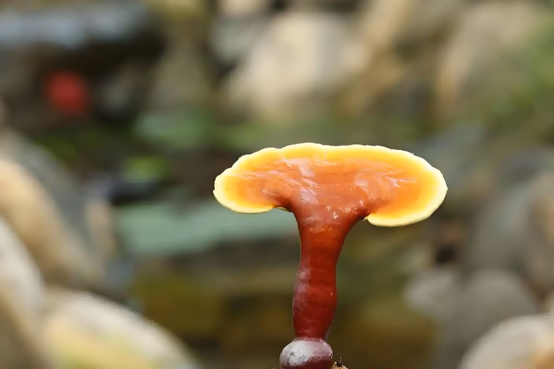 【善元派】毛孩子体质差/易生病，灵芝提取物提高身体机能是关键