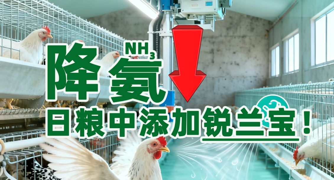 丝兰提取物在禽类养殖中的应用：降氨合规、促长增效、抗应激的三重价值方案