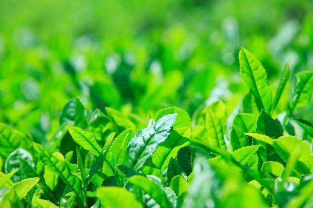 茶多酚98%（HPLC）入库怎么验收？绿茶来源天然抗氧化剂的核对清单