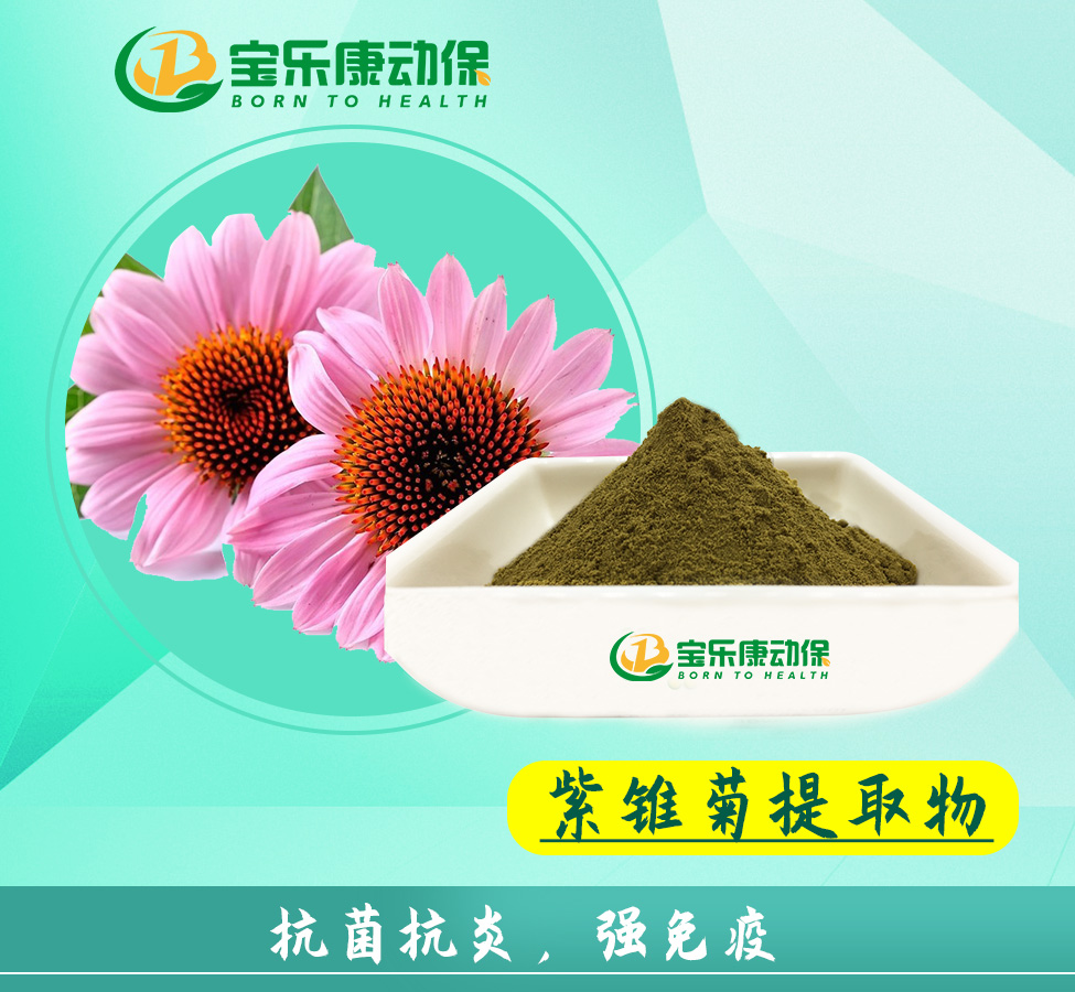 紫锥菊提取物里有哪些成分