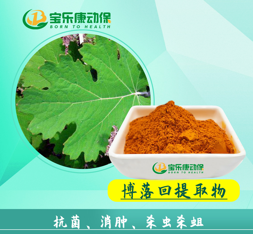 博落回提取物是否安全