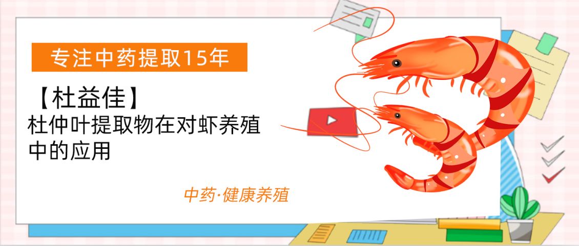 【杜益佳】杜仲叶提取物在对虾养殖中的应用