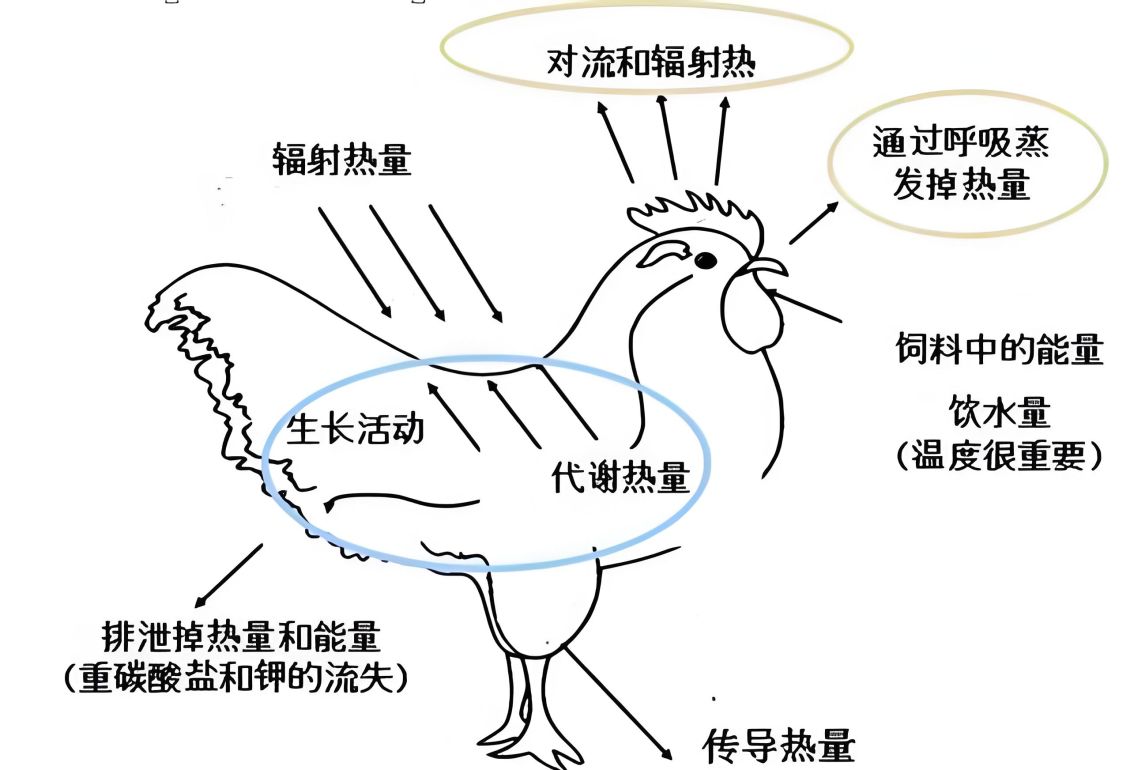丝兰提取物如何缓解动物热应激?