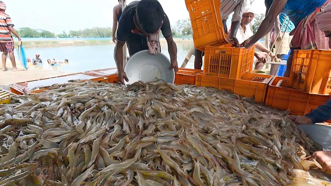 丝兰提取物对鱼虾热应激的作用以及影响