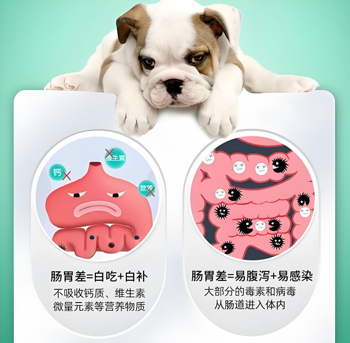 【安舒派】排毛与肠道健康:天然成分成为宠物养护新趋势